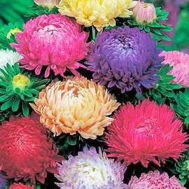 Астра Радостная, смесь окрасок