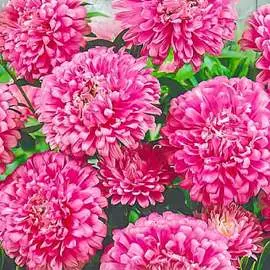 Астра Серебряное чудо