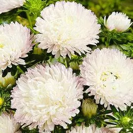 Астра Снежный жемчуг