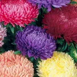 Астра Тауэр Розовый сон, смесь окрасок