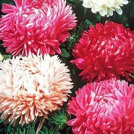 Астра Тауэр Рубиновый кубок, смесь окрасок