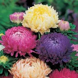 Астра Тауэр Времена года, смесь окрасок