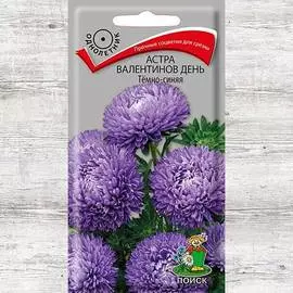 Астра Валентинов день темно-синяя