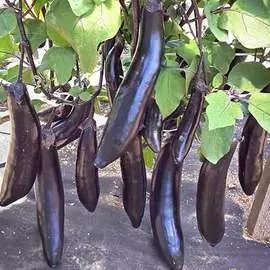 Баклажан Сибирский принц