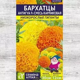 Бархатцы Антигуа карликовая смесь F1 , смесь окрасок