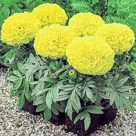 Бархатцы Антигуа Лимонные F1