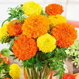 Бархатцы Антигуа микс F1, смесь окрасок