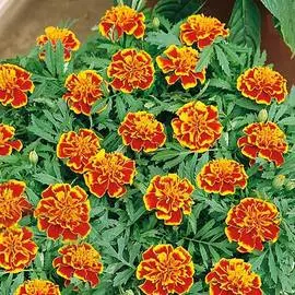 Бархатцы Бонанза Пламя