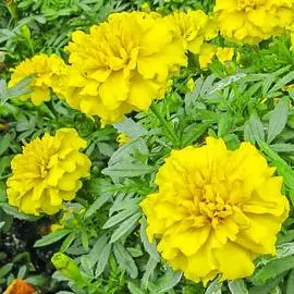 Бархатцы Бонанза Жёлтые