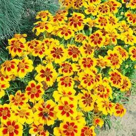 Бархатцы Диско Гранада