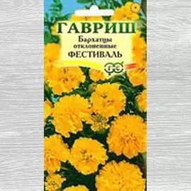 Бархатцы Фестиваль