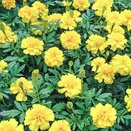 Бархатцы Лимонная капля