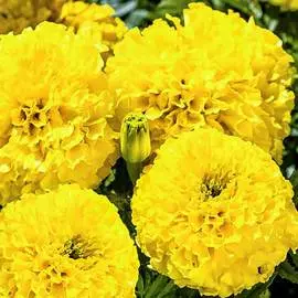 Бархатцы Лимонный гигант