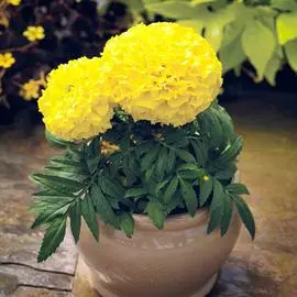 Бархатцы Прауд Мэри желтые F1