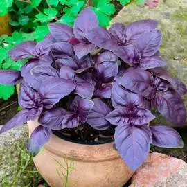 Базилик Ред Рубин