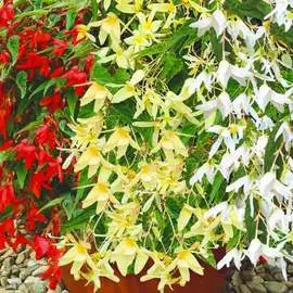 Бегония боливийская Триумф F1, смесь окрасок