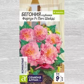Бегония Фортун Пич Шейдс F1