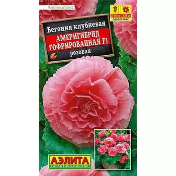 Бегония гофрированная Америгибрид розовая F1 Аэлита