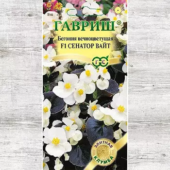 Бегония Сенатор Вайт F Гавриш