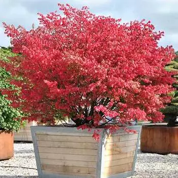 Бересклет Колоратус