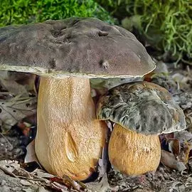 Георгина Веритейбл