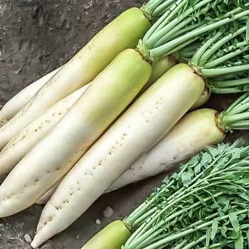 Дайкон Бейсбол F1