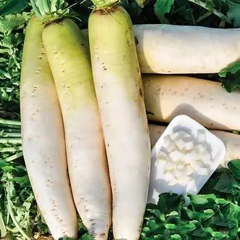Дайкон Нежно-сахарный F1