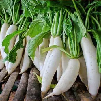 Дайкон Русский Размер F1 Русский огород НК