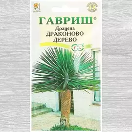 Драцена Драконово дерево
