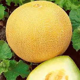 Дыня Айкидо F1