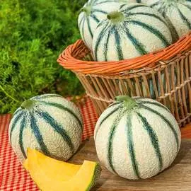 Дыня Апельсиновая