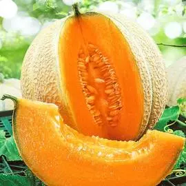 Дыня Капуччино