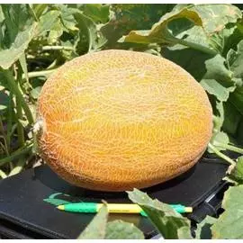 Дыня Мирон F1