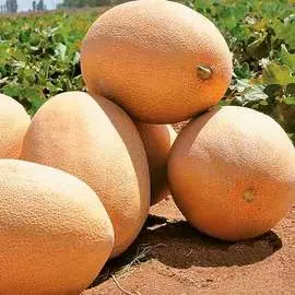 Дыня Раймонд F1