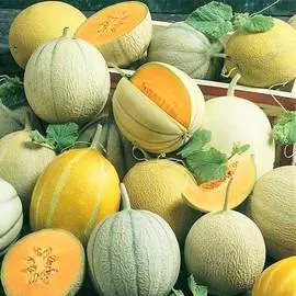Дыня Суперранних сортов, смесь семян