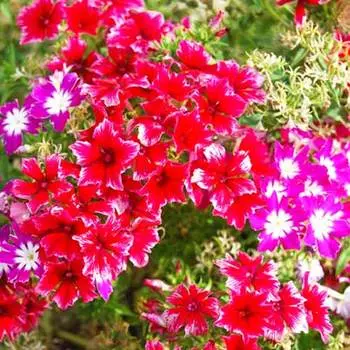 Флокс Мерцающие звезды, смесь окрасок