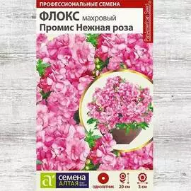 Флокс Промис Нежная роза