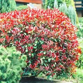 Георгина Санни Бой