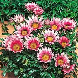 Гацания Нью Дей розовая F1