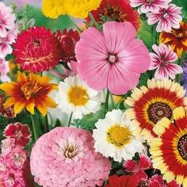 Газон цветочный Цветочная симфония, смесь окрасок