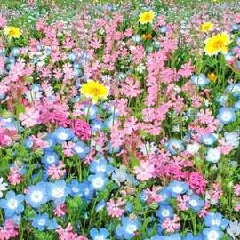 Газон цветущий Цветущий город, смесь окрасок