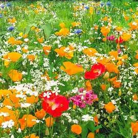 Газон цветущий Гольф Аристократ, смесь окрасок