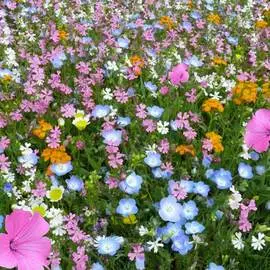 Газон цветущий Восточный орнамент, смесь окрасок