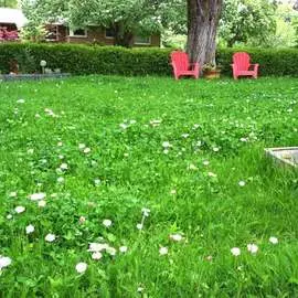 Газон Ленивец