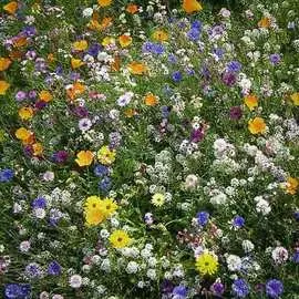 Газон цветущий Сибиряк, смесь окрасок