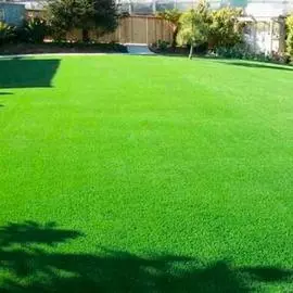 Газон Солнечный