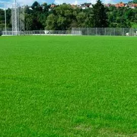 Газон Спортивный