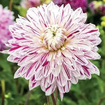 Георгина Авиньон