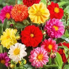 Георгина Блади Мари, смесь окрасок