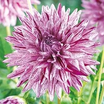 Георгина Блэкбэрри Рипл